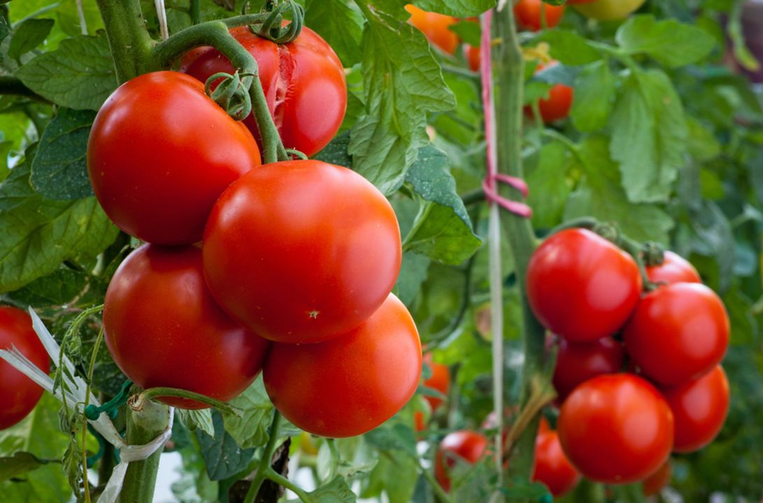 Новый сорт томатов. До 7 кг с куста! Новый сорт томатов. До 7 кг с куста!